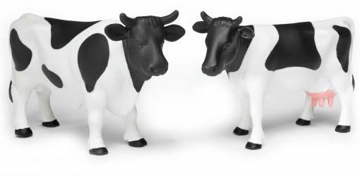 1 Frisian Cow